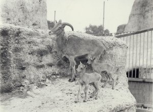 Ovejas de Berbería con dos crías en las Terrazas Mappin, Zoológico de Londres, junio de 1916 de Frederick William Bond